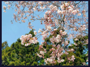 クマノザクラの名所のイメージ